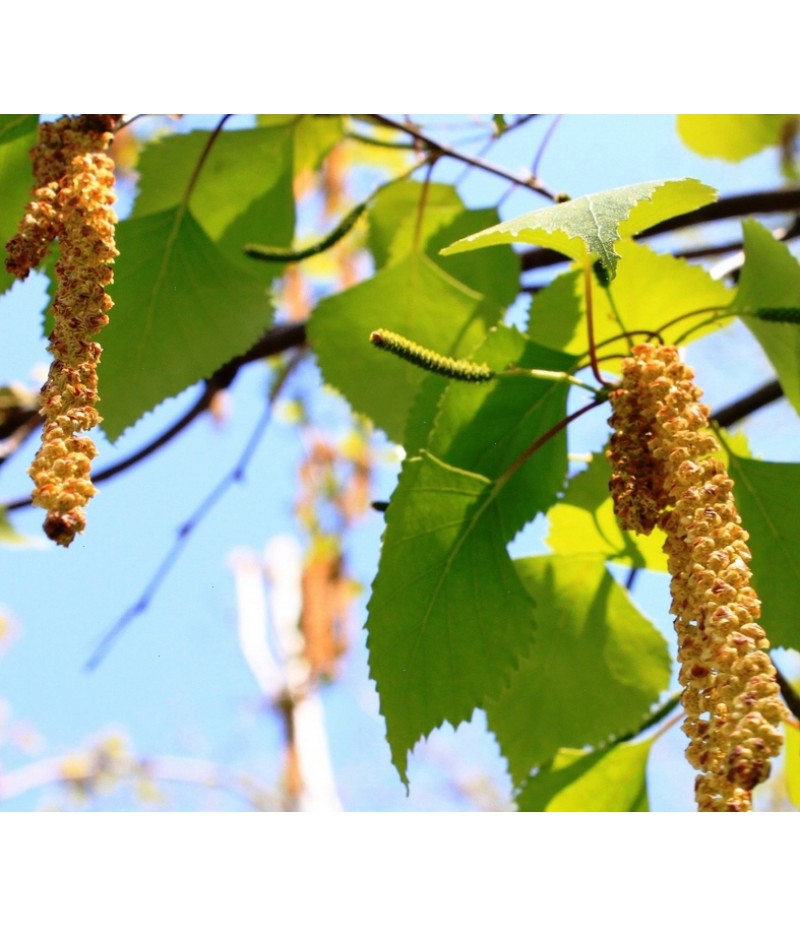 Gemmae Betulae (Pochki berezovie) 50gr